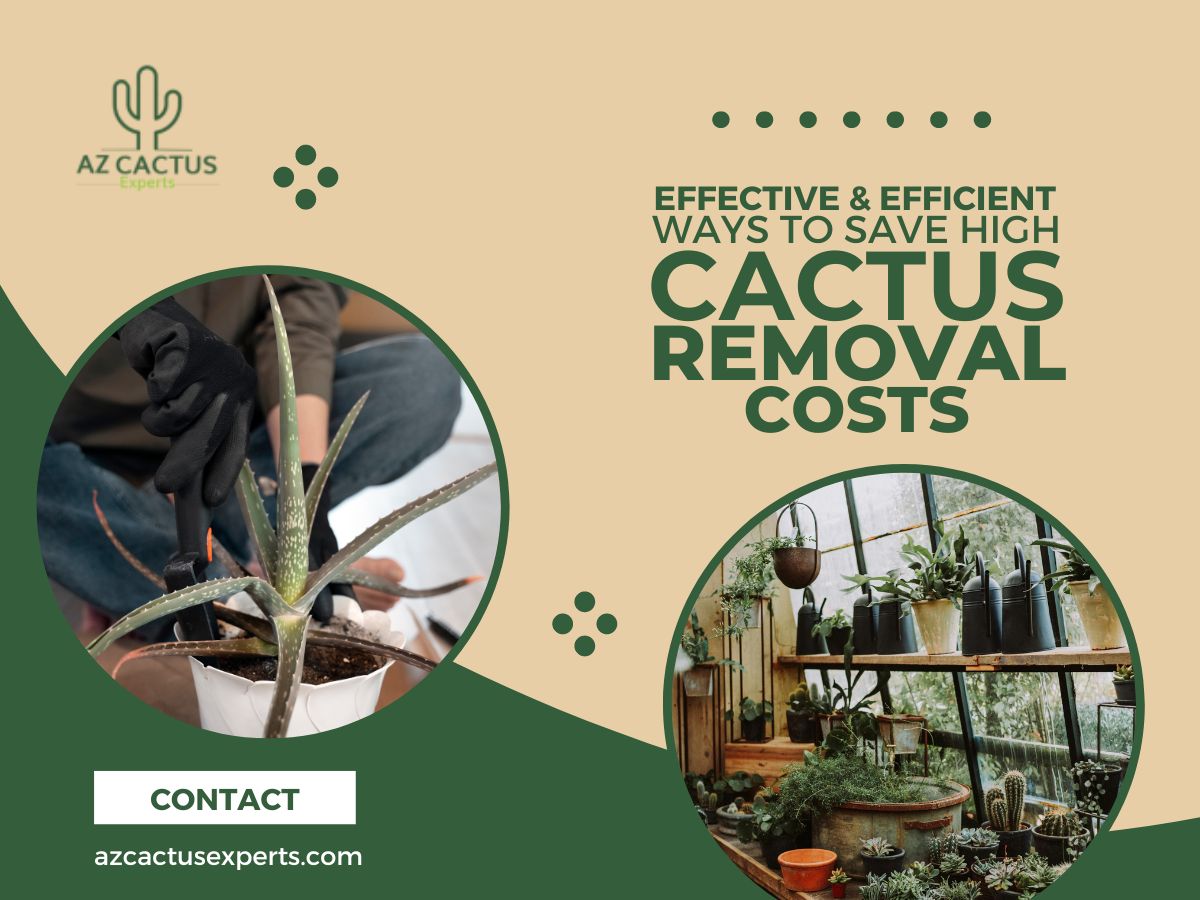 Effective and efficient ways to save high cactus removal costs | AZ Cactus Experts