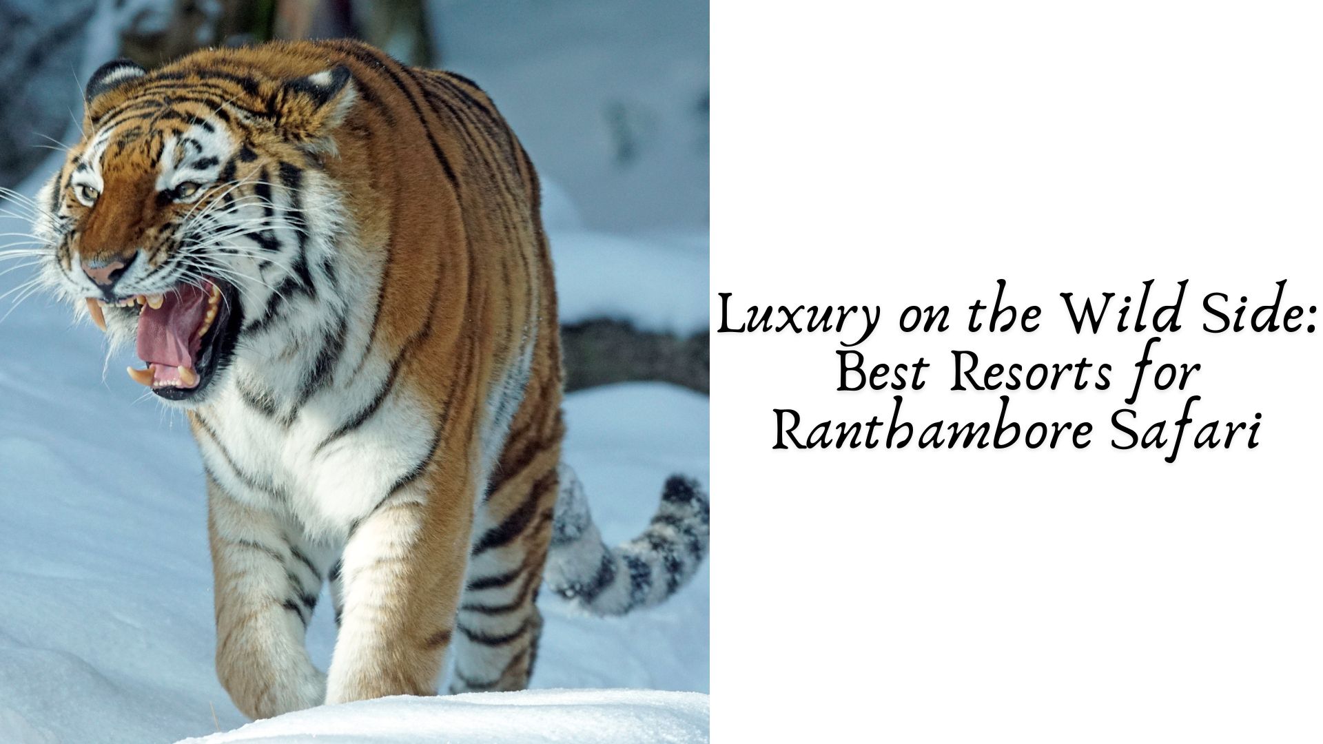 Luxury on the Wild Side: Best Resorts for Ranthambore Safari