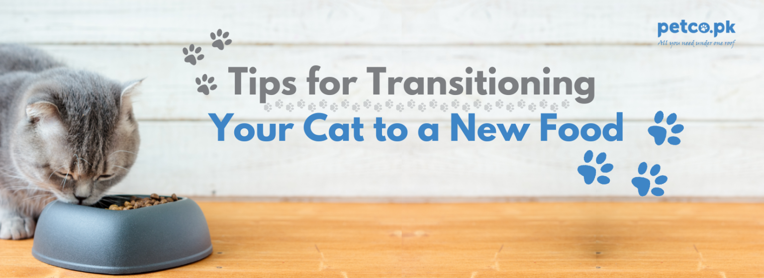 Tips for Transitioning Your Cat to a New Food