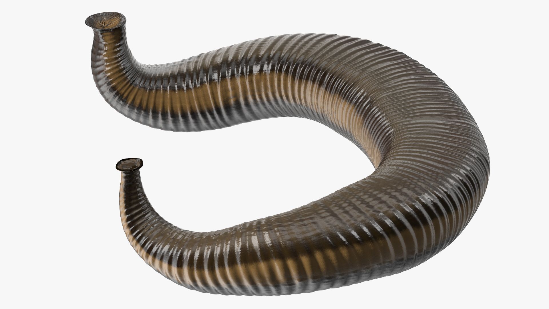 Exploring the Benefits of Leech Therapy in Delhi: A Comprehensive Guide